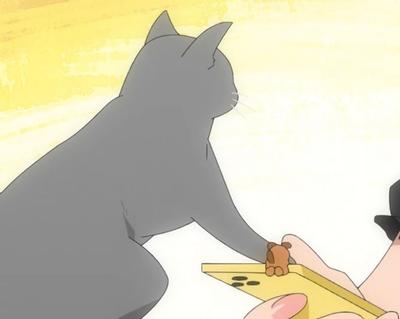 猫